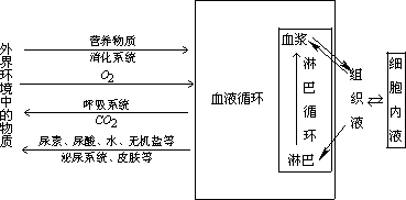 2,高等动物体内细胞通过内环境与外界环境进行物质交换