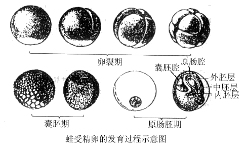 生物的生殖和发育